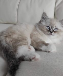 Ragdoll Siamese Mix