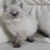 Mink Ragdoll Kitten