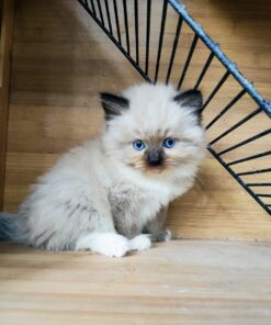 Blue Point Ragdoll