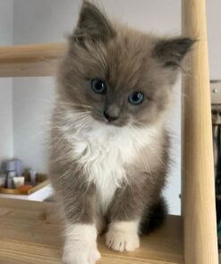 Grey Ragdoll Cat