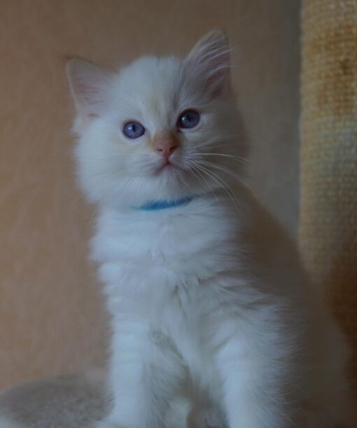 Ragdoll Maine Coon Mix