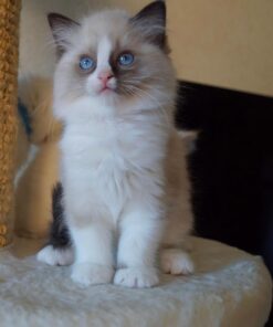 Seal Point Ragdoll