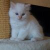 White Ragdoll Cat