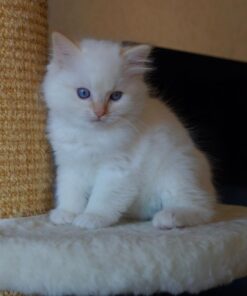 White Ragdoll Cat