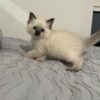 Mink Ragdoll Cat