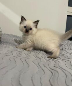 Mink Ragdoll Cat