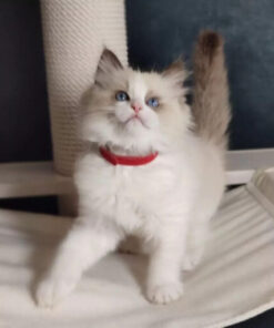 Maine Coon Ragdoll Mix